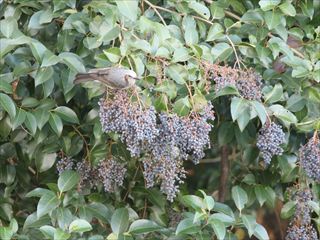 トウネズミモチ